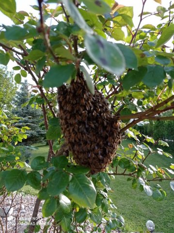 Récupération d'essaim d'abeilles à Troyes