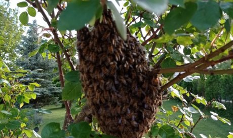 Récupération d'essaim d'abeilles à Troyes